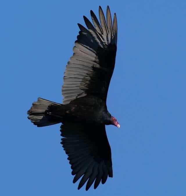 What brought the Condors back from the brink?